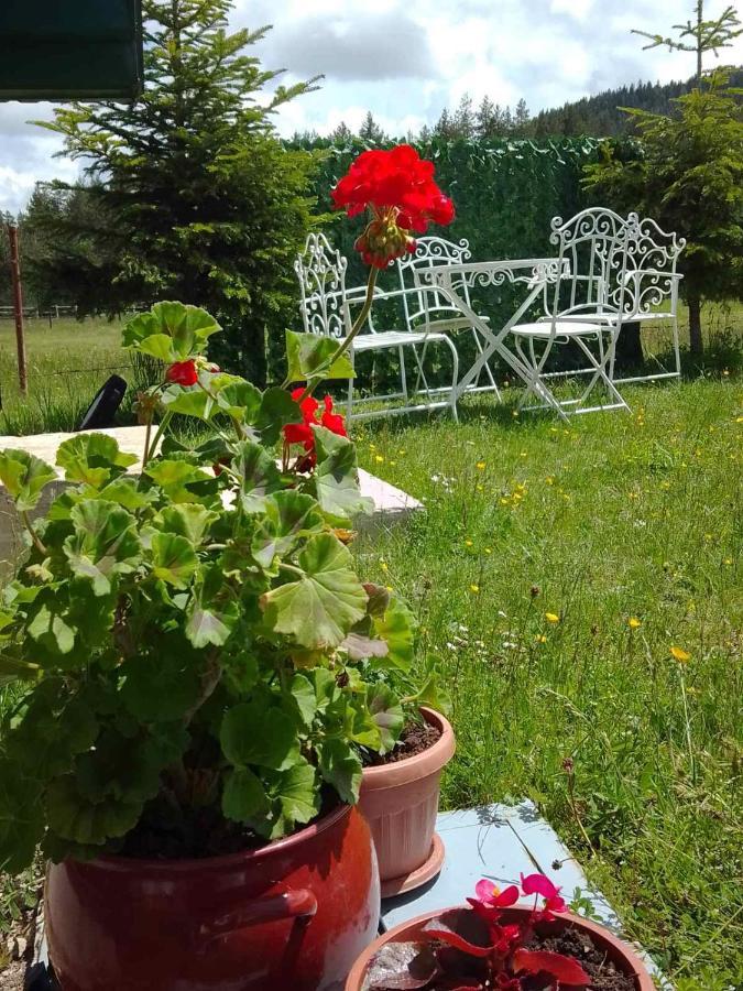 Etno Koliba Nikoleta Villa Žabljak Exteriör bild